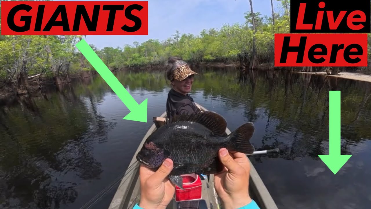 MONSTER panfish (multi 1 pounders) and GATORS?! SUWANNEE river SMACKDOWN!