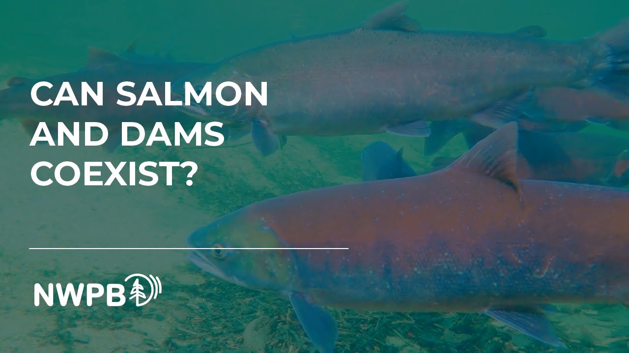 Battle Over the Future of Snake River Dams