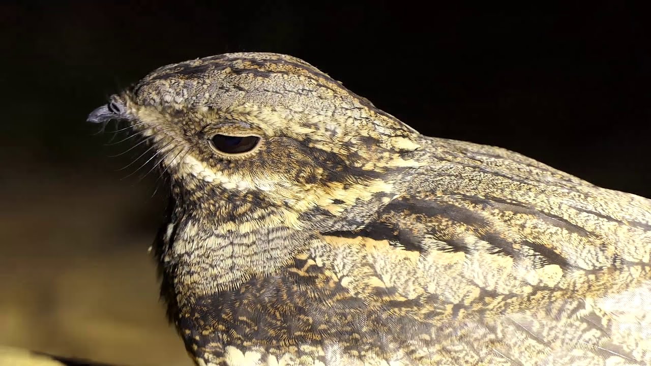 L'engoulevent, oiseau mystérieux