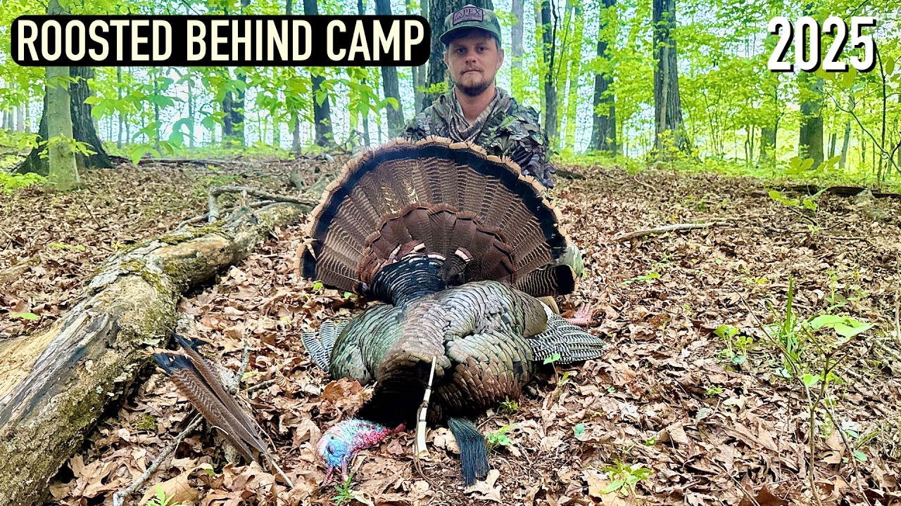 GOBBLER RIGHT BEHIND THE CAMPGROUND - Finding and Roosting a BIG Longbeard