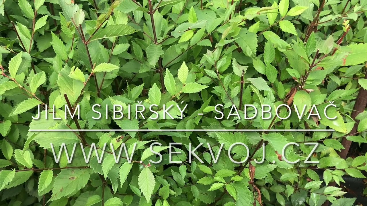 Jilm sibiřský - sadbovač