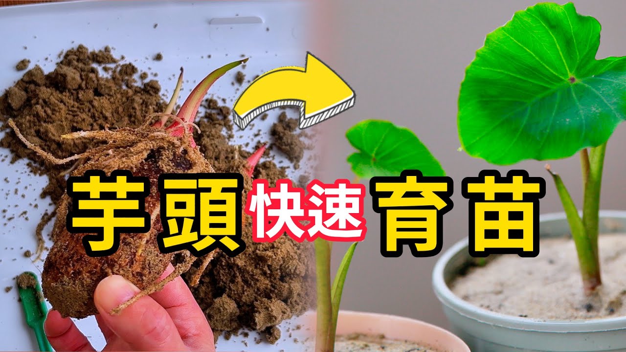 【种植小白必看】如何用超市买的芋头快速育苗|三种方法对比，揭秘最快发芽的秘诀 #室内芋头培育#超市芋头育苗#育苗#种菜