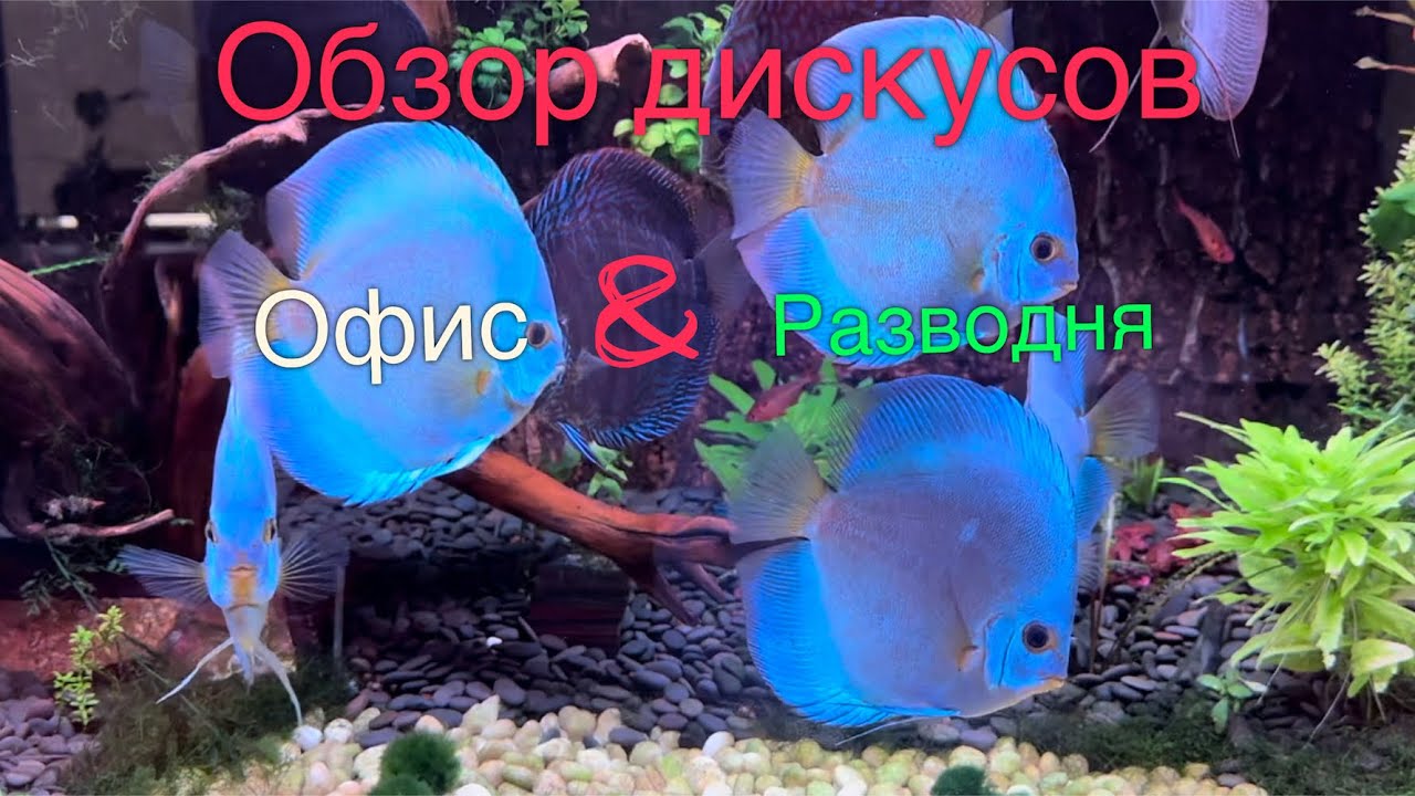 Обзор дискусов и скатов. Офис и разводня. ADC news 07.07.2024