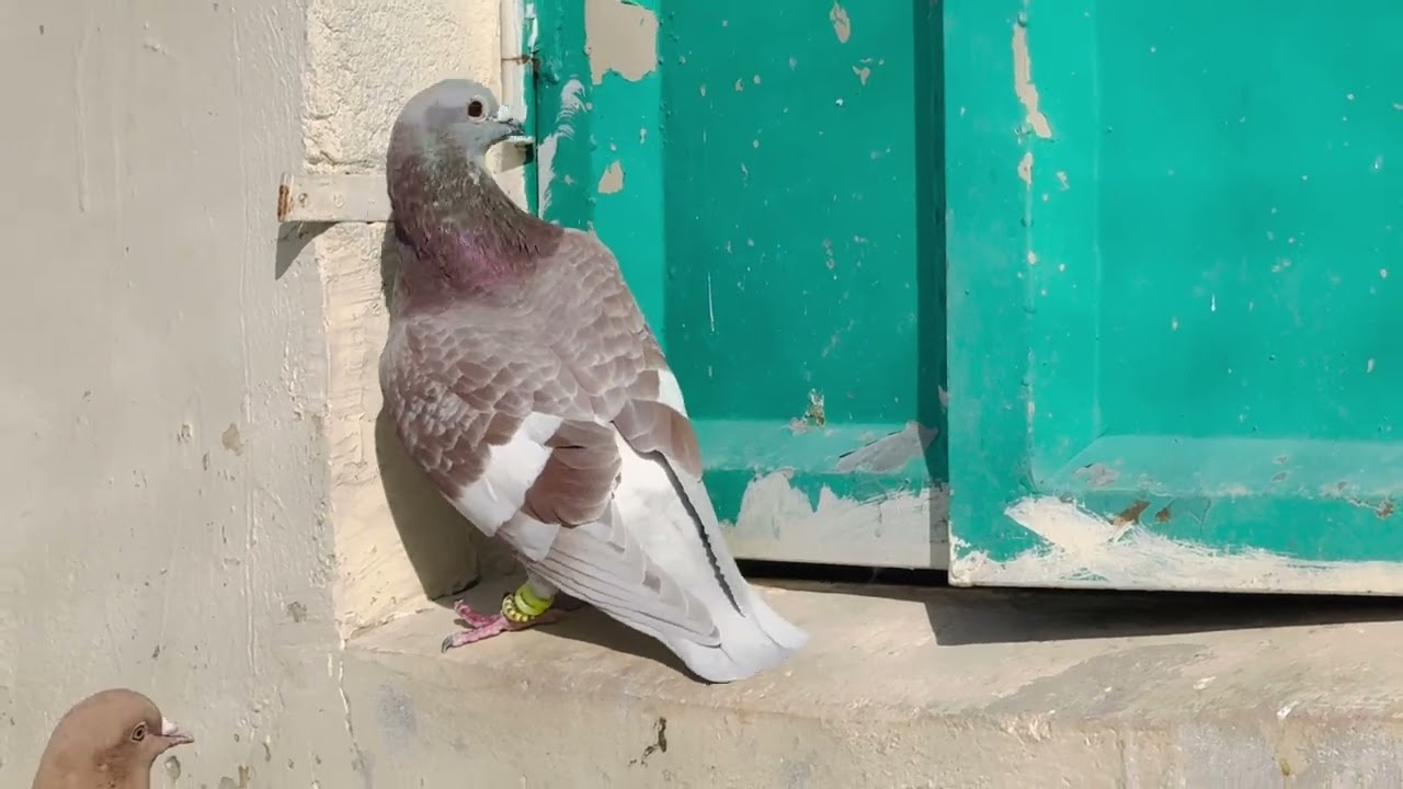 Colour Pigeon Collection Quetta Pakistan | Rangeen Kabootar bazi Pakistan | Gola Kabutar Pakistan