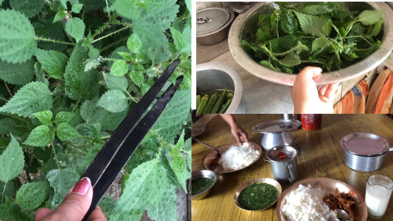 Dharai  samaya paxi nepali sisnu ra bhaat khako la aaj 🍚