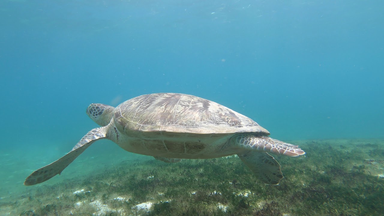 Kuredu Island Turtles (4k) Maldives