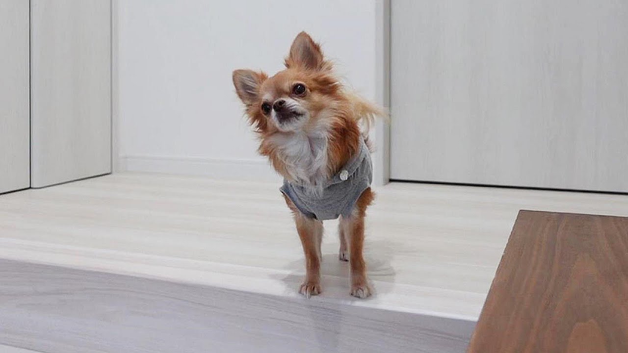 犬なのに可愛い妹を玄関で待つチワワの姿が…