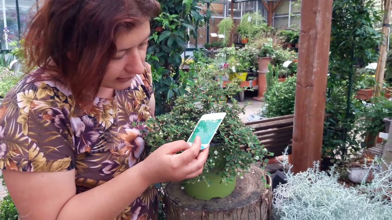 Come coltivare e propagare il cotoneaster microphyllus streib's findling
