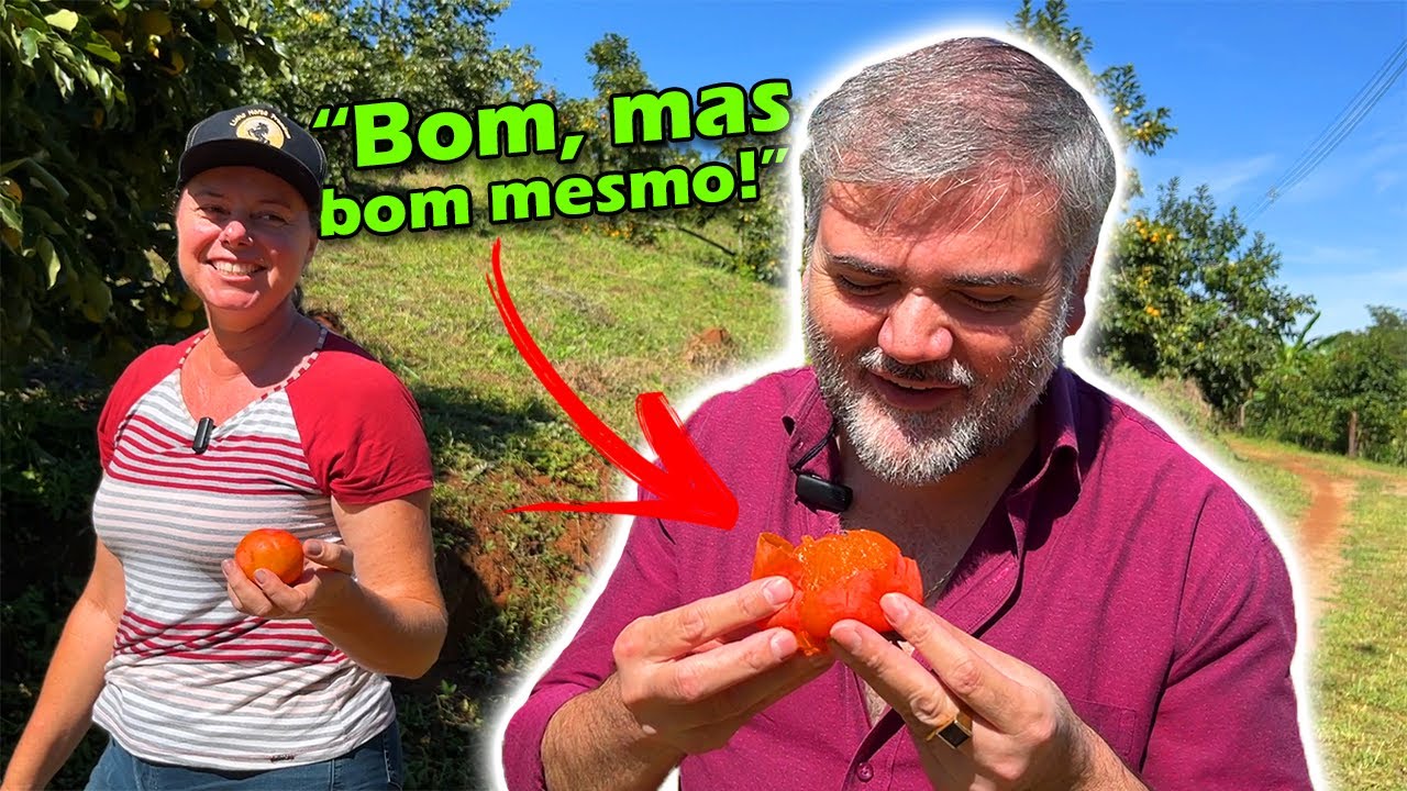 VISITEI UMA PLANTAÇÃO DE CAQUI EM REDENÇÃO DA SERRA