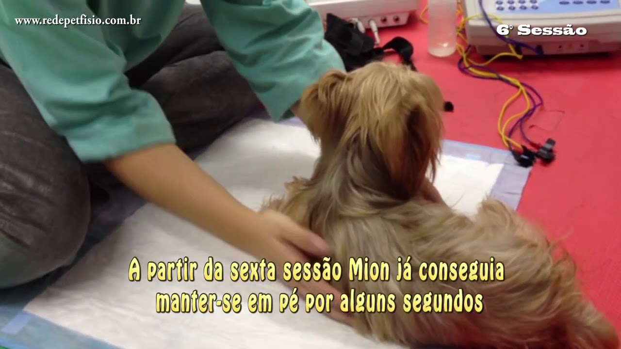 Mion teve polirradiculoneurite e paralisia fl&aacute;cida mas voltou a andar com fisioterapia na Fisio Care