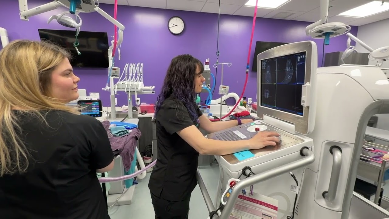Cone Beam CT Bunny Case Study- Mainely Veterinary Dentistry