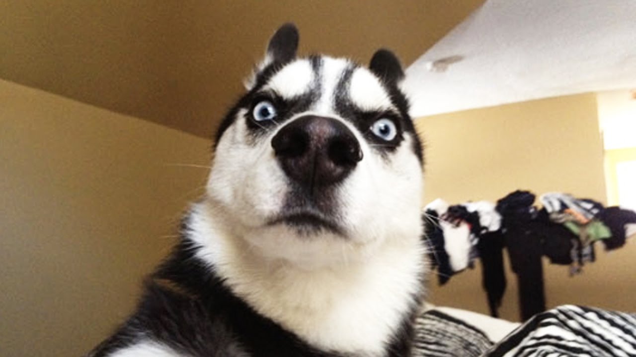 Funny HUSKY ★ HUSKIES ARE TOO CUTE! [Funny Pets]