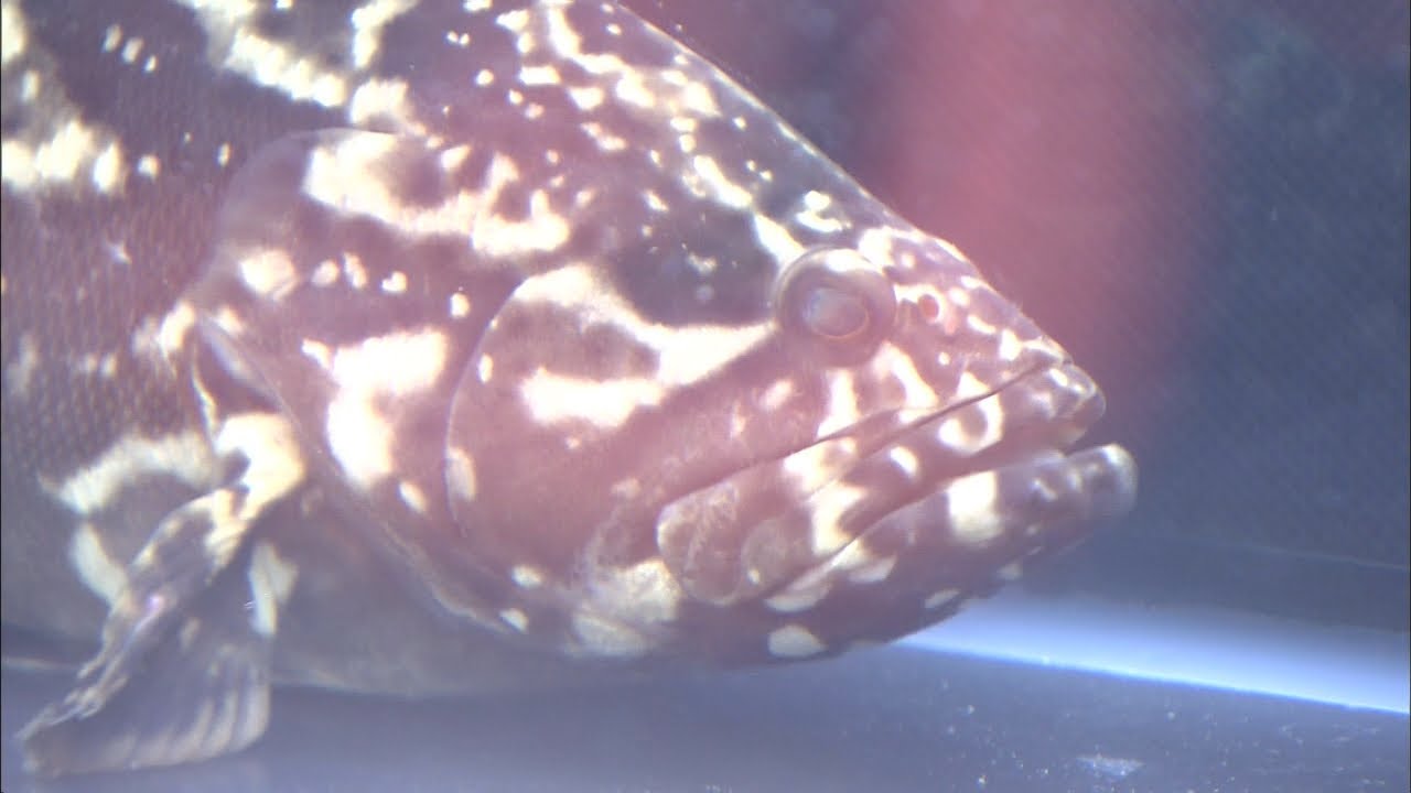 【特集】“海がない国”モンゴルで海水魚の養殖実験　1年で得た手応えは　岡山