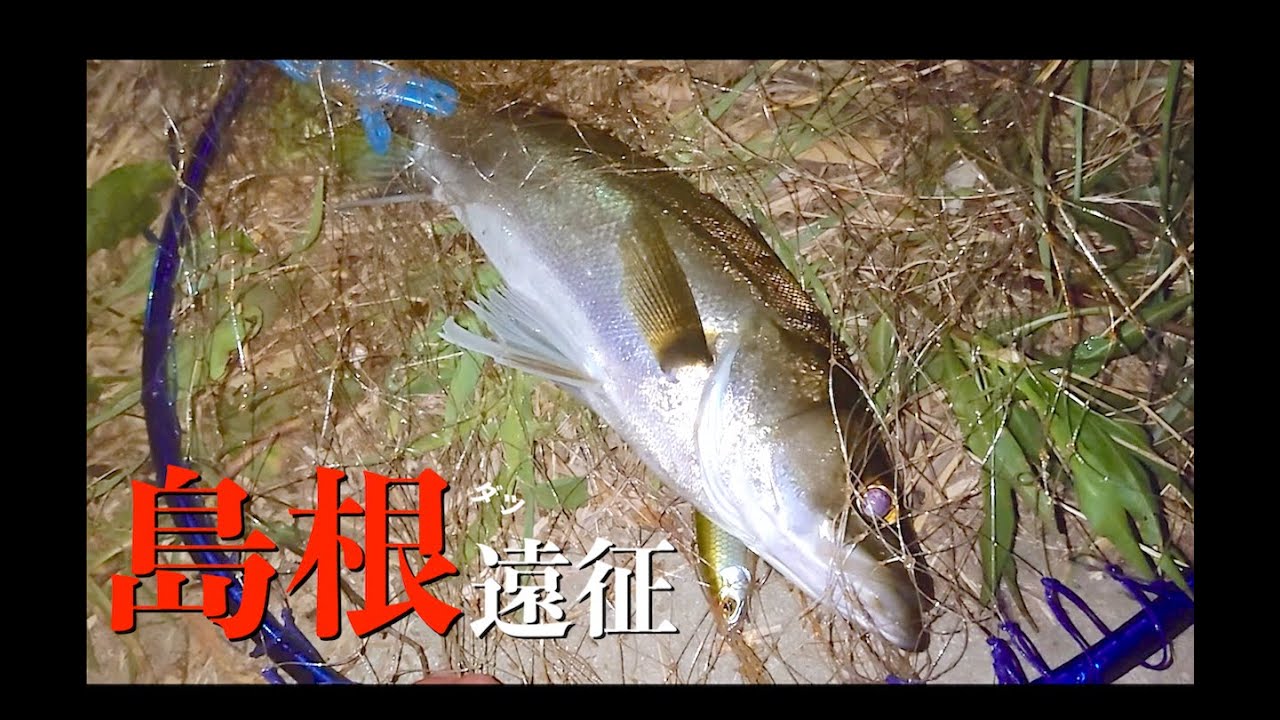 明暗にジョイントルアーを流し込むと…【島根シーバス遠征 後編】