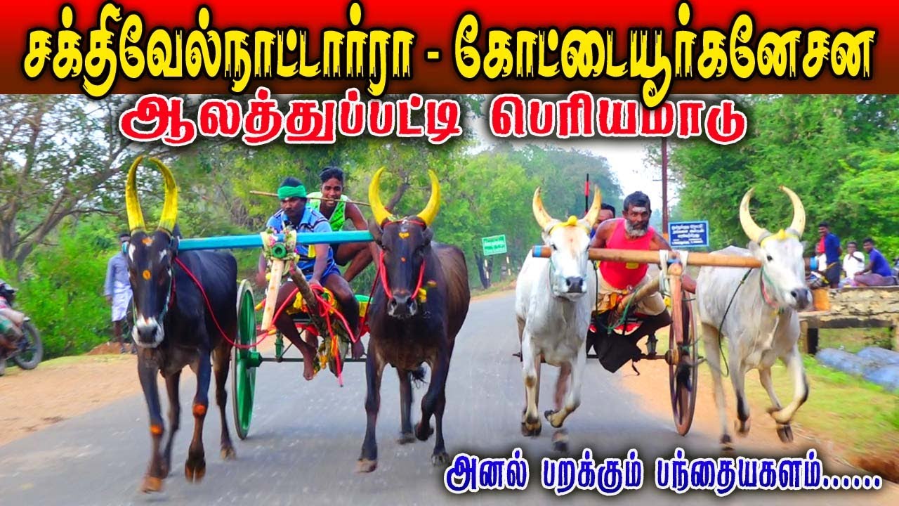 1பெரியமாடு - ஆலத்துப்பட்டி பந்தயம் 19.02.2023#amutham_studio #amutham_panthyam