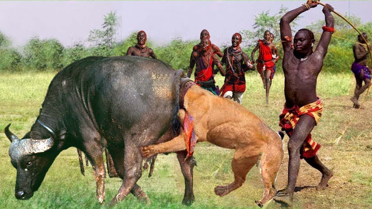 Maasai Warriors&rsquo; Fearless Rescue Of Buffaloes from Lion and Leopard Predators