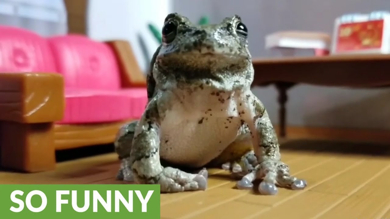 Frog's reaction to tasting bugs is simply hilarious