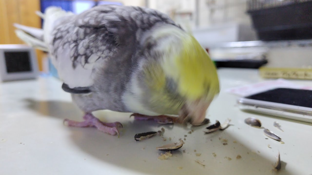 オカメインコ セキセイインコetc 放鳥LIVE