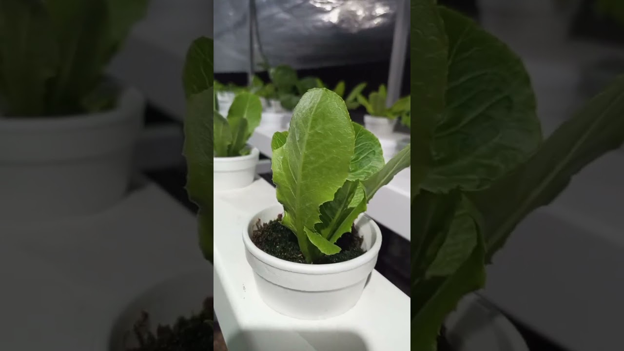 My Hydroponics NFT system at the Balcony. DIY 