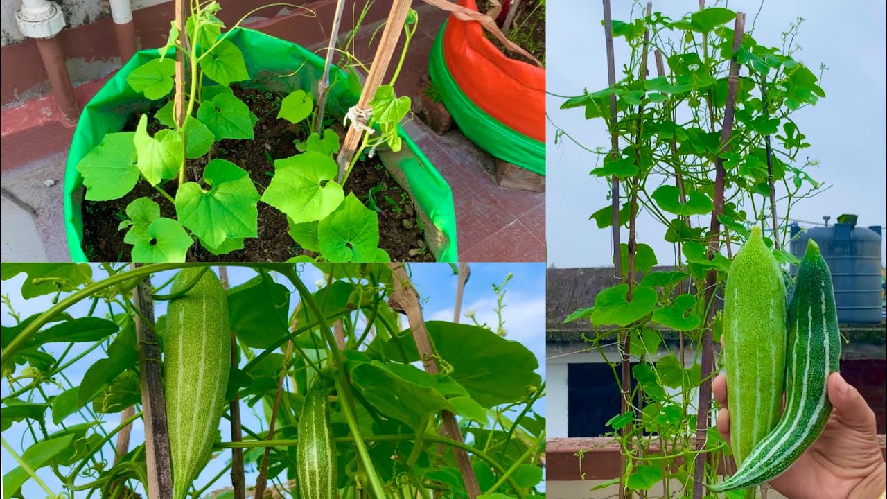 How To Grow Organic Snake Gourds In Grow Bag At Home Garden