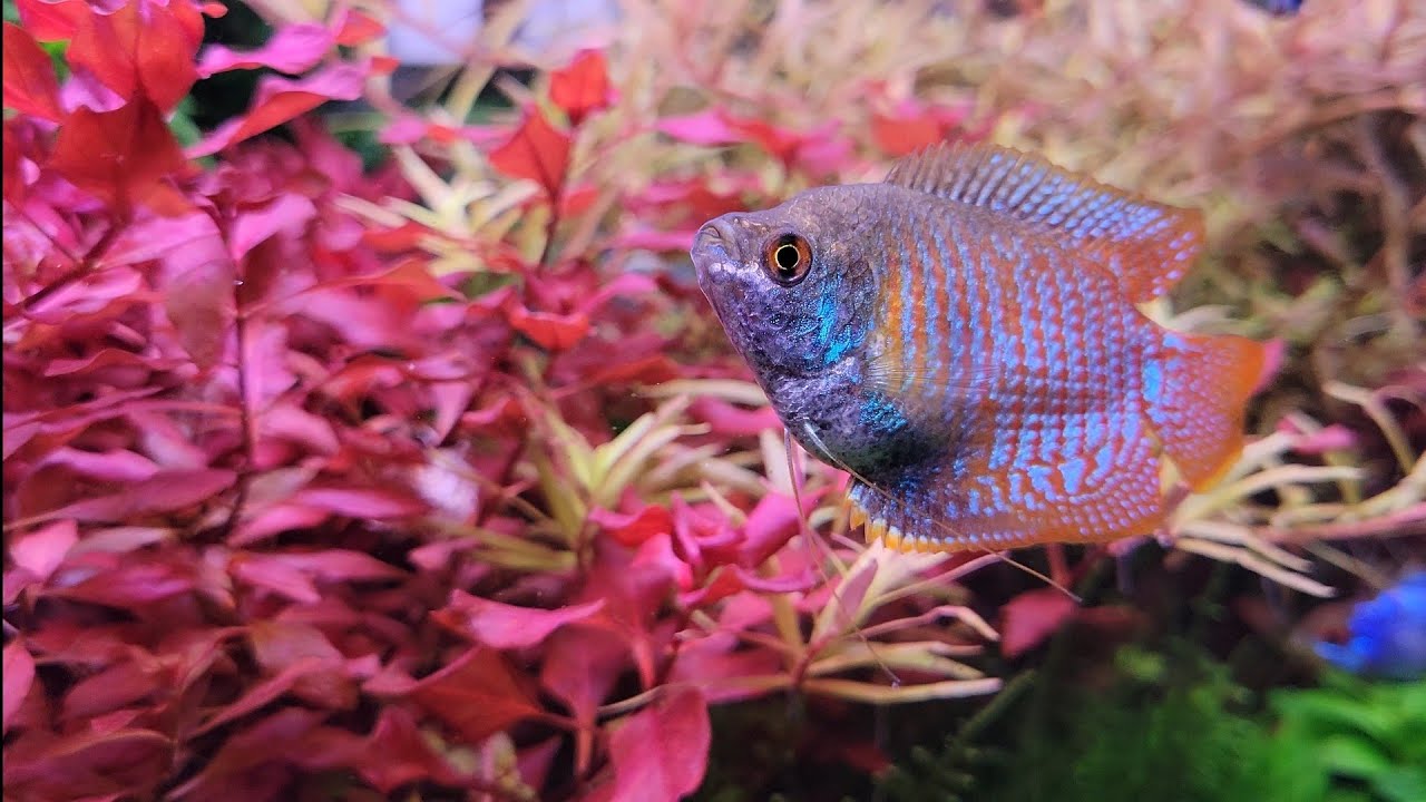 Dwarf Gourami Tank Mates [4k]