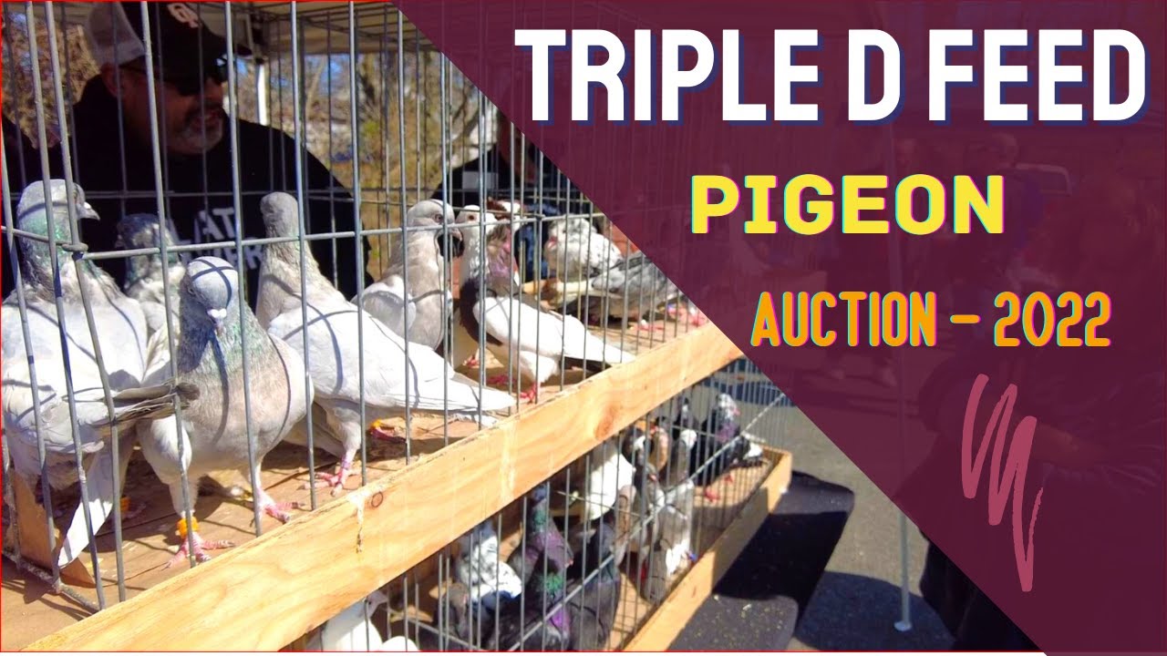 Pigeon Auction Spring 2022| Triple D Feed|