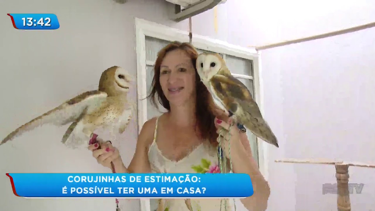 Corujas como animais de estimação podem conquistar seu coração