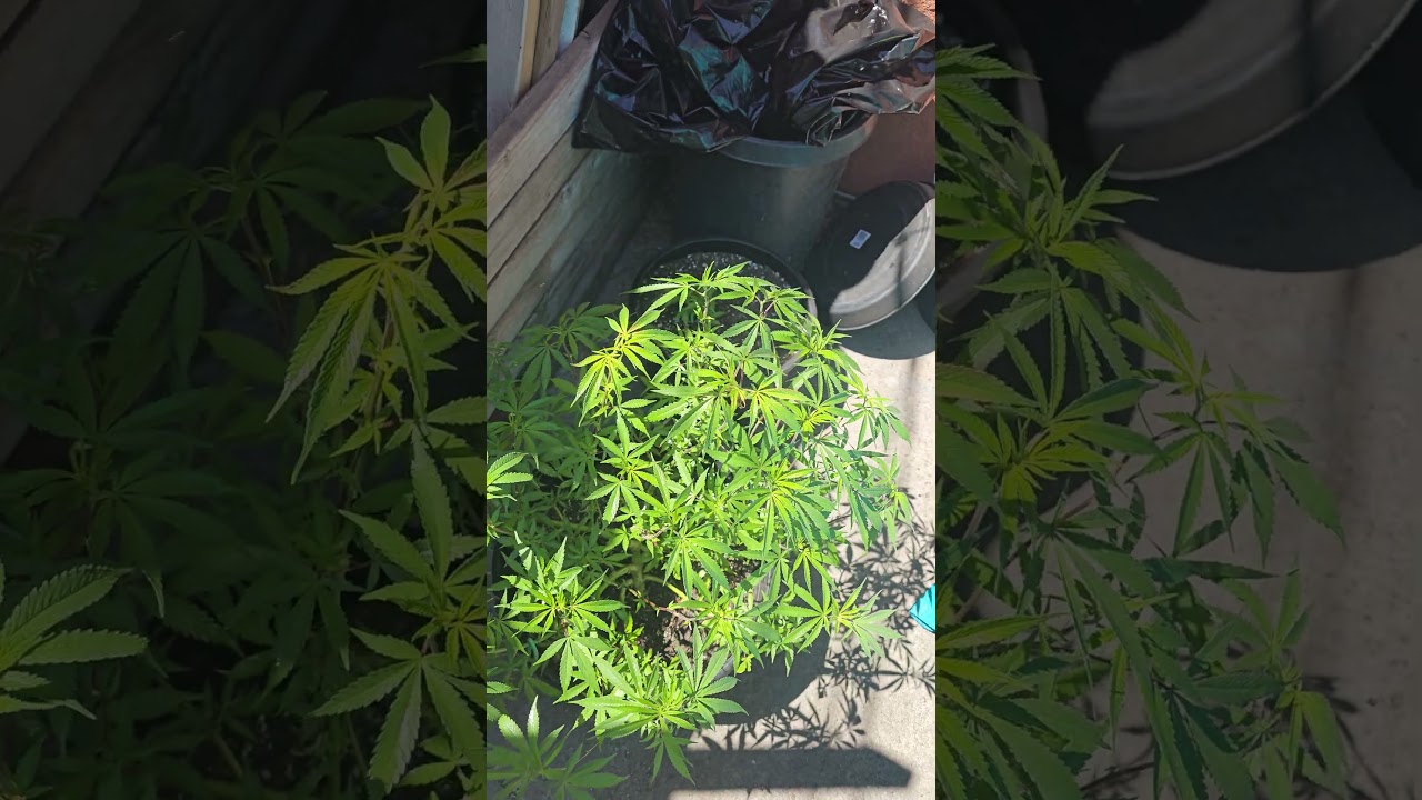 update one the 9week old plant #firsttimegrower #smokeweedeveryday #cannabis #youtubeshorts