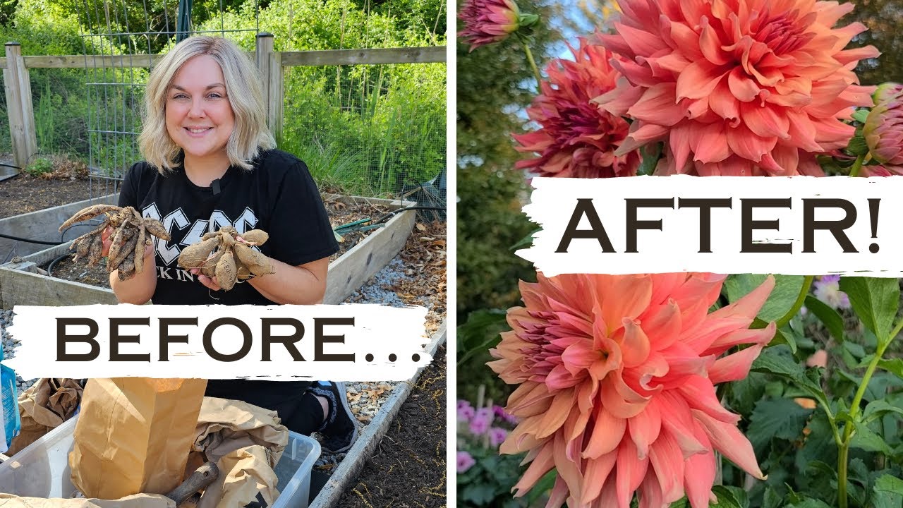 DIY Grid For Staking Dahlias! Easy No Fuss Approach to Growing Beautiful Dahlias. Beginner Friendly