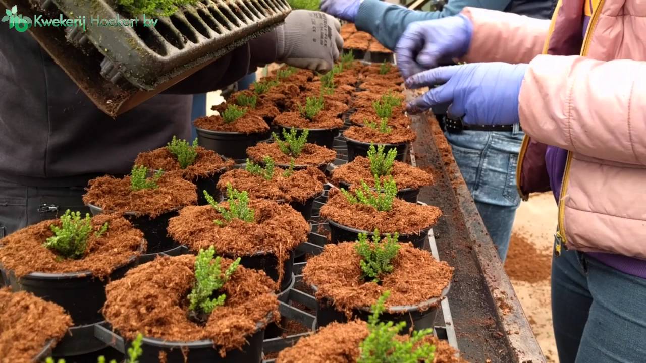 Oppotten Calluna 9cm bij Hoekert