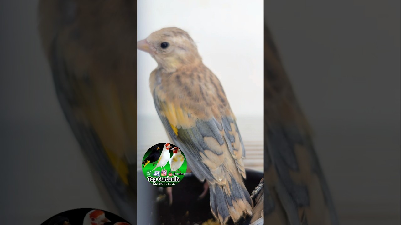 Damascus 💙🩵🤍 by Top Carduelis #cardellino #jilgueros #carduelis #goldfinch #Chardonnerets #parva