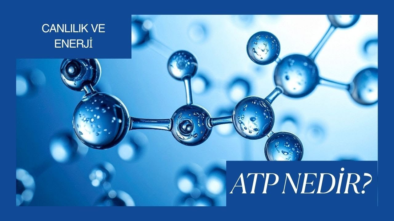 ATP NEDİR? HÜCREDE ENERJİ NASIL ÜRETİLİR?  (12. Sınıf Biyoloji Konu Anlatımı)