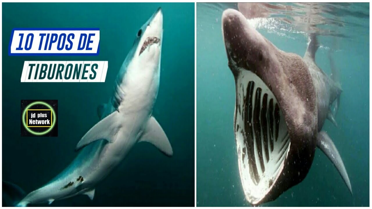 10 Tipos de Tiburones🌊🐚Especies de Tiburones🌊