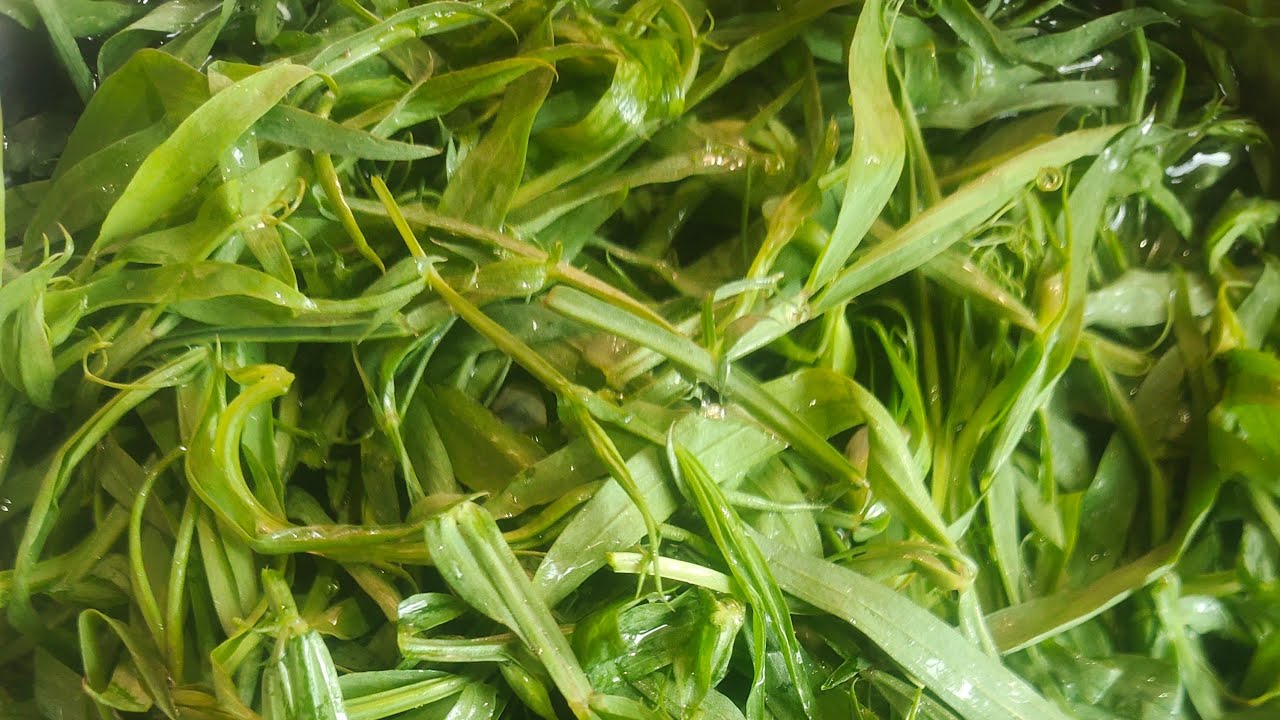 live cooking 💕💕 chhattisgarh ki special bhaji#livestreaming#live#cgvlog#cgvloggershweta#viralvideo