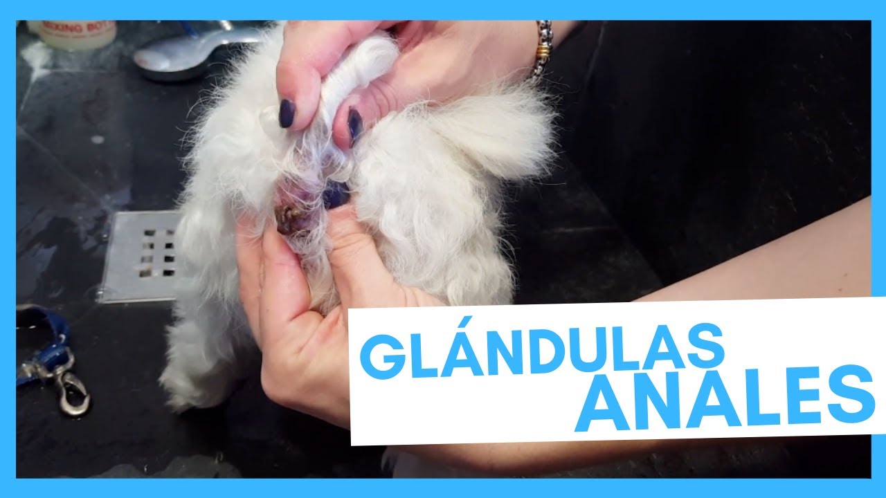 Gl&aacute;ndulas anales perros 🐶 - S&iacute;ntomas de infecci&oacute;n