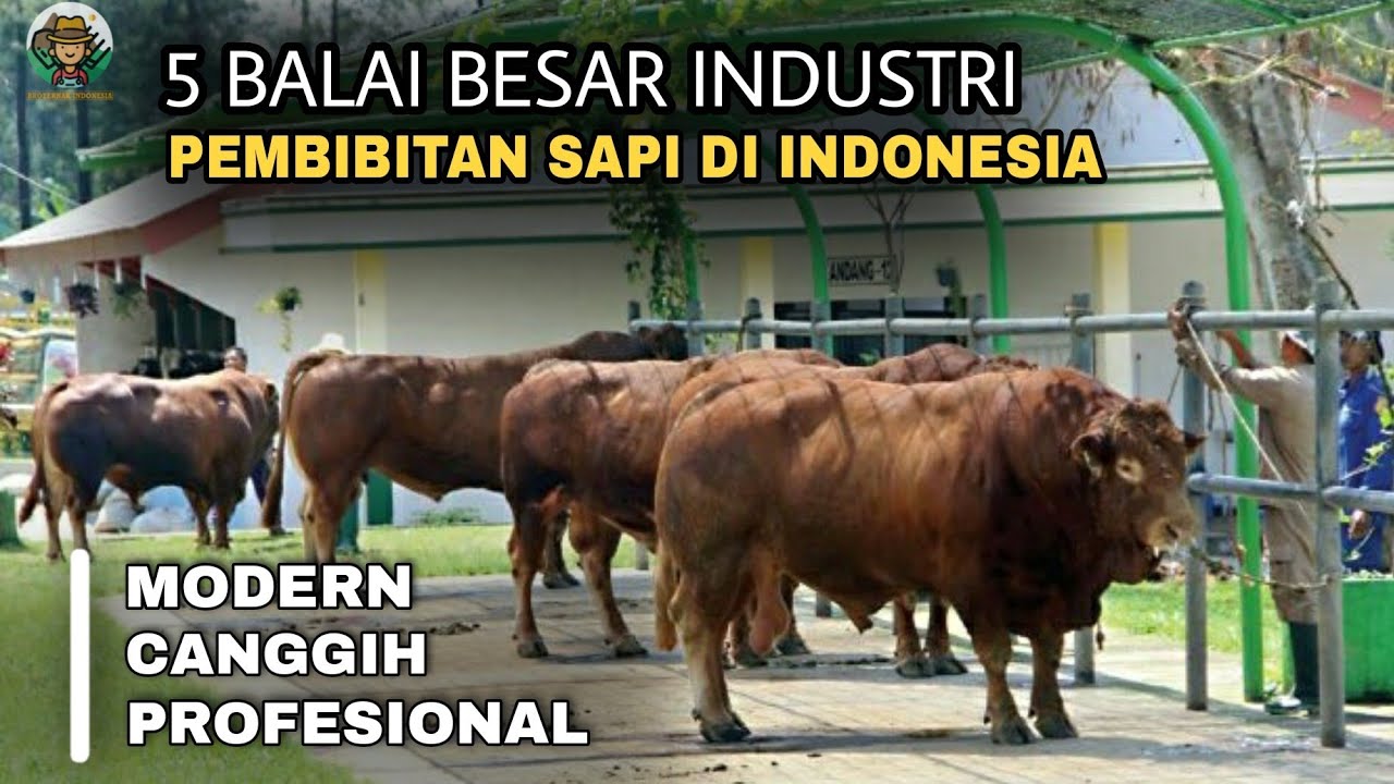 Balai Besar Industri Pembibitan Sapi Di Indonesia | Update 2021