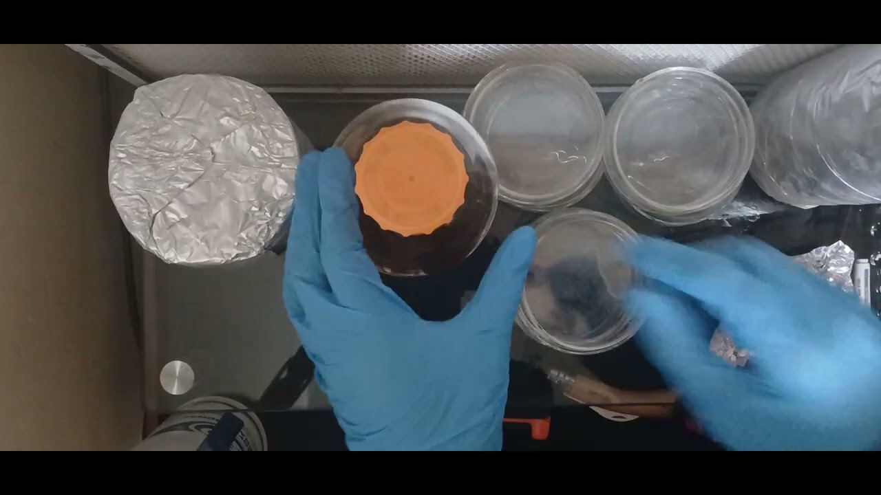 Agar Sterilization & Pressure Cooker Guide | Pouring Petri Dishes in Flow Hood