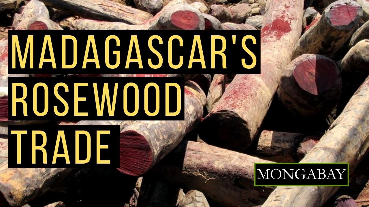 Madagascar Seeks to Sell Seized Stockpiles of Illegal Rosewood