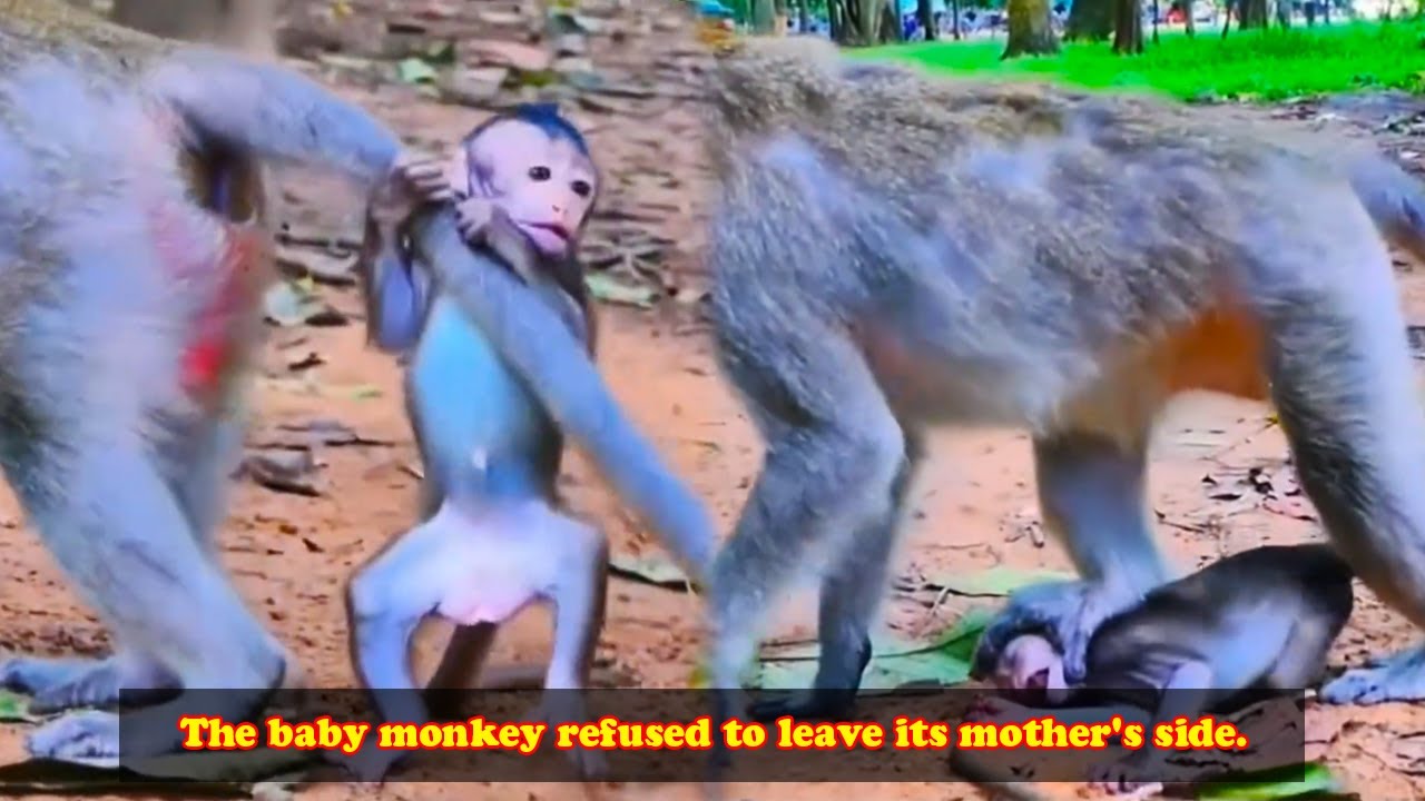 The baby monkey argued with its mother and absolutely refused to let go of her.