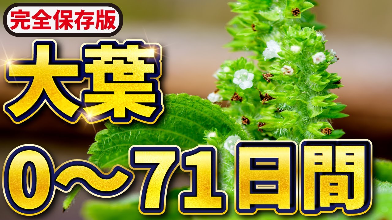 【完全保存版】大葉の栽培！0~71日間【土づくり👉収穫まで】失敗しないポイントを一気に紹介！