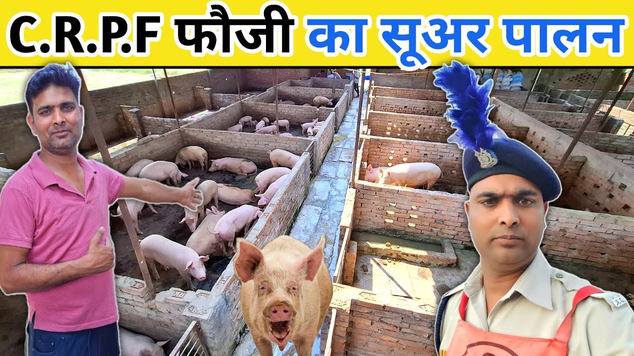 C.R.P.F फौजी भाई का सूअर पालन | Pig farming