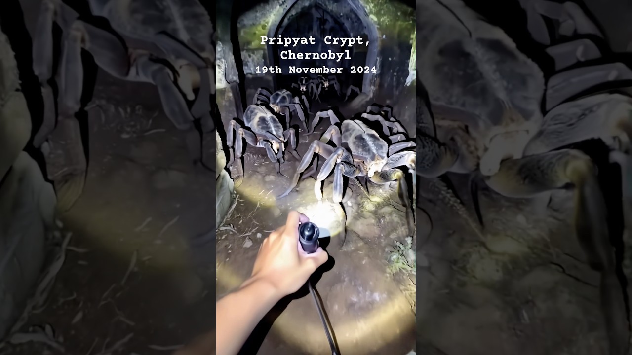 GIANT Spiders Lurking in Chernobyl's Darkest Crypts? #spider #creepy #chernobyl