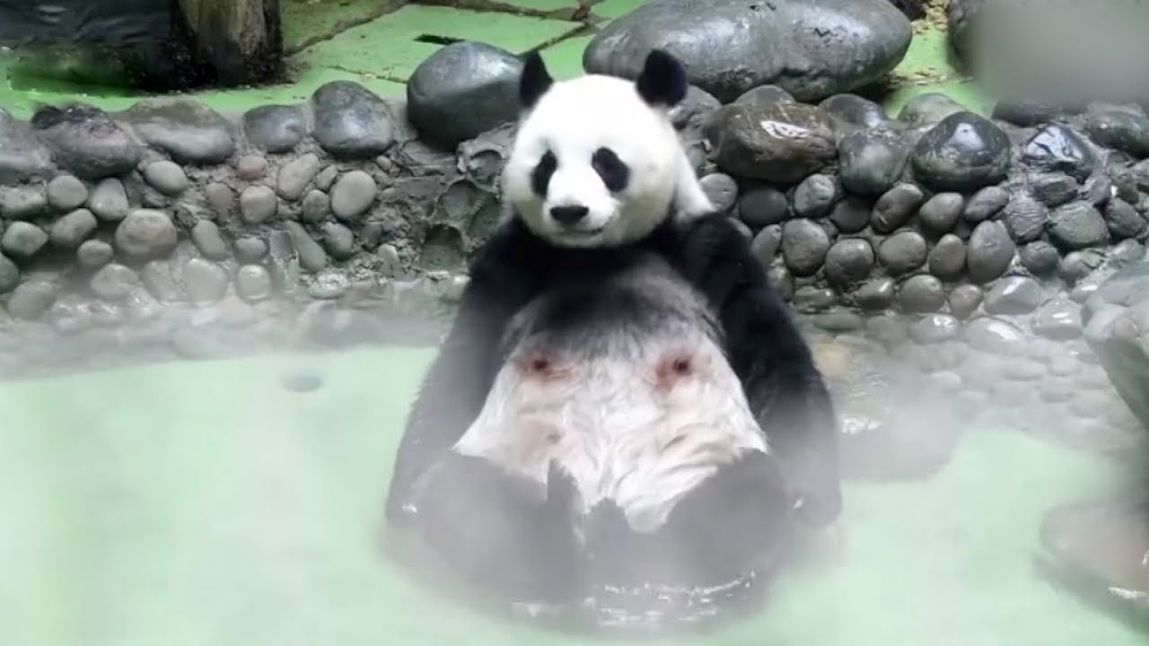 Panda enjoys hot spring bath to beat winter chill