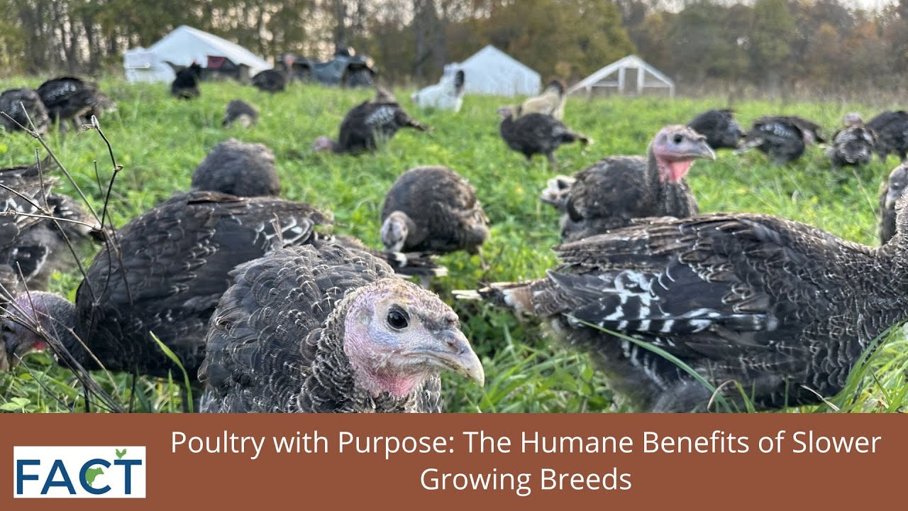 Poultry with Purpose: The Humane Benefits of Slower Growing Breeds