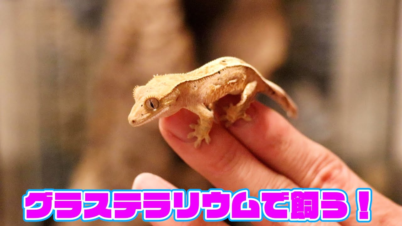 クレステッドゲッコーの飼い方【グラステラリウム】