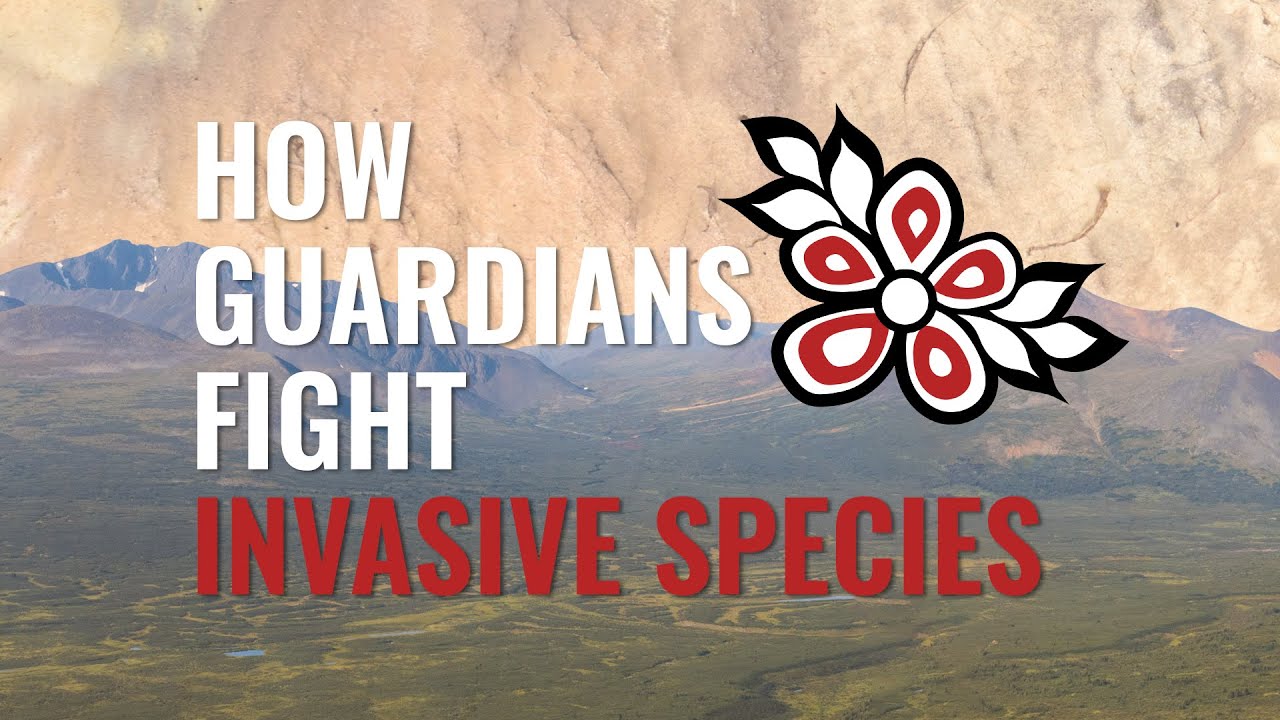 How Guardians Fight Invasive Species