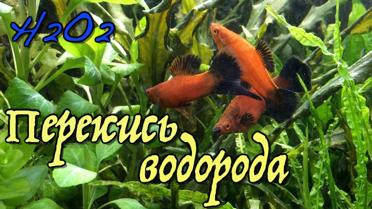 Перекись водорода для аквариума | Аквариум для начинающих | Жизнь аквариума (#46)