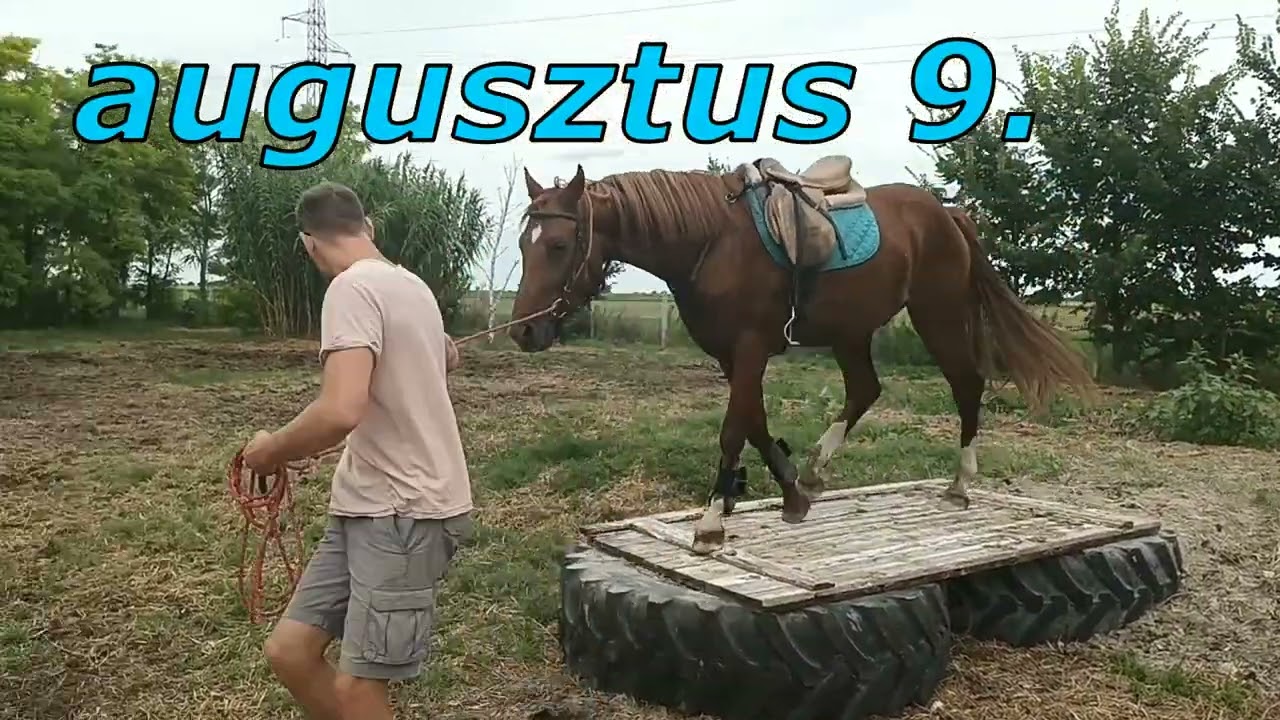 Herkules (3 éves kisbéri herélt) belovaglása  -  (1-9). hét