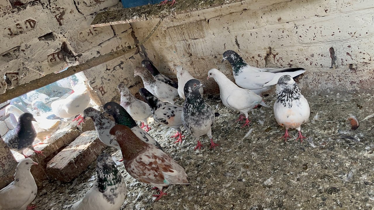 shok*kabootar*bazi*da#kabootarbazilover #pigeon #kabootar#kabutar #pigeon #kabootar 