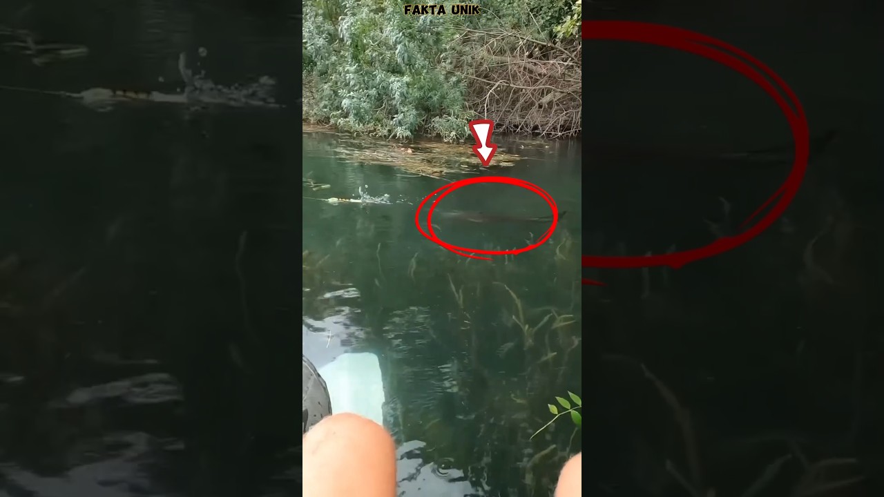 Cara mancing menggunakan umpan casting😱 #shorts #viralvideo #fishing #mancing #ikan